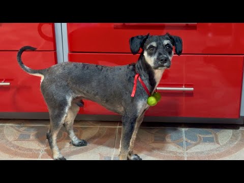 COLLAR DE LIMONES PARA PERROS alivia la tos y gripa