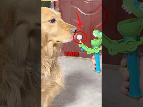 GULLIBLE DOG! #funny #cute #sad #animalshorts