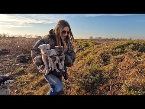 Rescue of Sad Tiny Puppies Without Hope after Their Mom was Hit by Car