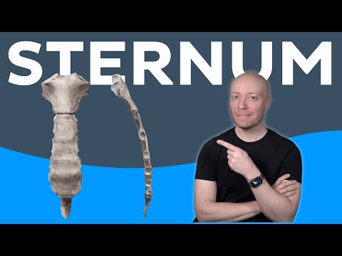 Anatomy of the sternum: location, definition, landmarks | Kenhub