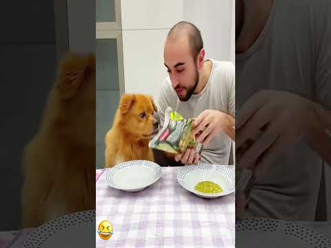 fun and engaging description about spending time with a funny dog