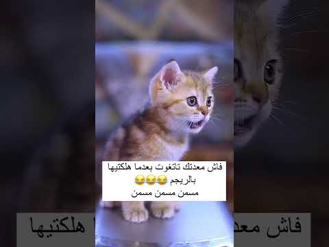 احلا مسمن مغربي ياسلام مع قطة كيوت