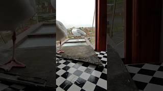 My Pet Seagulls Lover Tries To Impress Me...