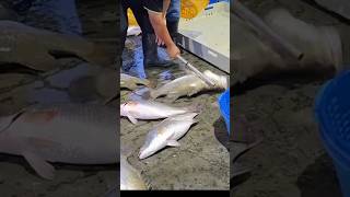白海豚颱風來襲，南部陣風8級漁船不知道有沒有出去捕魚？不知道有沒有魚可以賣？