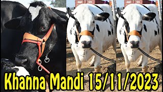 Khanna Mandi Punjab INDIA II Holstein cow for sale