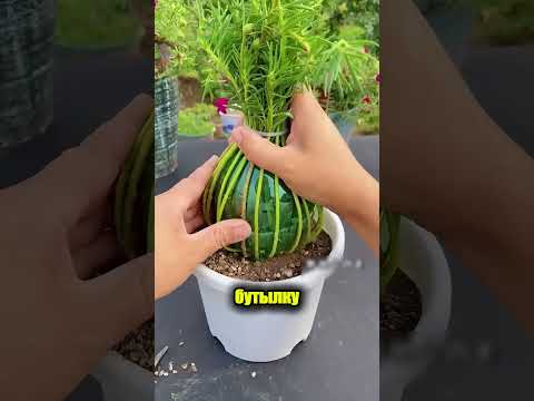Старая бутылка превратилась в красоту 🌱✨