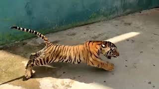 YouTube video thumbnail: Cuban Zoo Welcomes Birth of Bengal Tiger Cubs