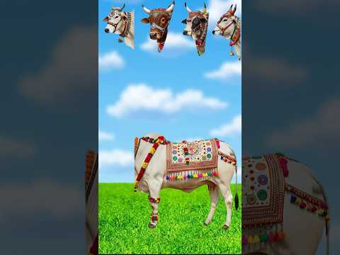 Bull 🐂 Qurbani Mubarak #shorts #funnyvideo #viralvideo