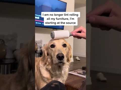 This Golden retriever doesn’t mind being lint rolled #goldenretriever #dogs #cute