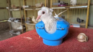HASAN PIGEONS LOFT is live!