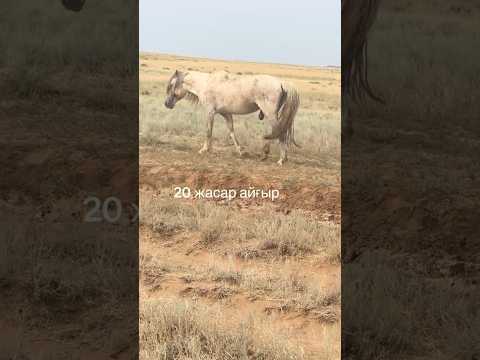 Казахи не едят всех лошадей. Вот 20 летний айгыр из Казахстана