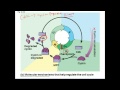 Cell Cycle Checkpoints and Cancer
