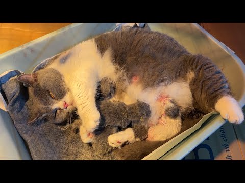 Mother short-legged cat and 4 newborn short-legged kittens.