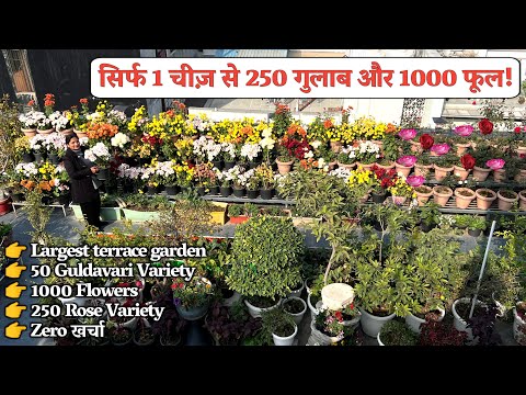 1 खाद = 1000 फूल 🌸 | गाय के गोबर से उगाएं 250 रोज़ प्लांट्स और पाएं 100% गारंटीड रिजल्ट