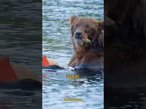 Медведь делает это с лососем — и все в шоке #shorts #шортс #медведь