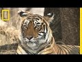 Tiger Conservation and Tourism