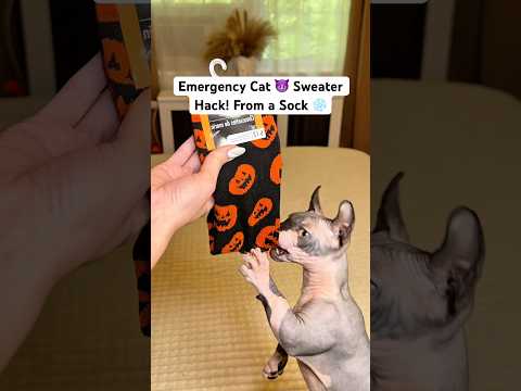 Cold snap? A sock saves your cat! 🐾 DIY Cat Clothes for Just $2! 😈