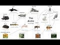 Arctic Food Web Dynamics