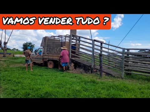 VENDEMOS MAIS UM ANIMAL ?? EBARCANDO GADO AQUI NA ROÇA