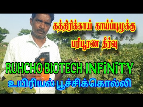கத்திரிக்காய் காய்ப்புழுக்கு ஒரு பரிபூரண தீர்வு