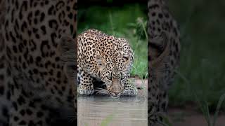 A Leopard in Extraordinary Detail 🐆