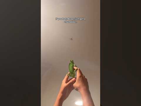 Bug Problem? Just Get a Chameleon