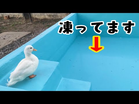プールが凍ってると知らずにダイブするアヒル