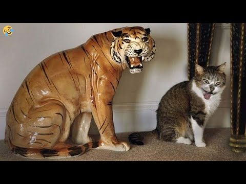 Funniest Animals 😄 New Funny Cats and Dogs Videos 😹🐶 Part 1