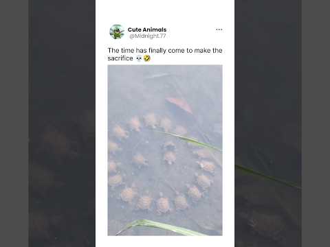 Holy- 💀 #animallife #wildlife #turtle #turtles #naturr #ocean #wildliferescue #pets #funny #animals