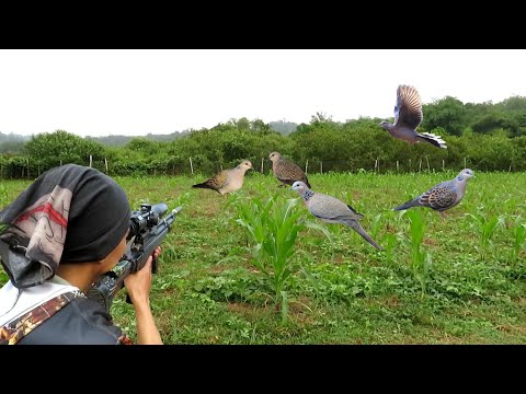 berburu dengan peluru slugs di kebun jagung yang di habiskan ratusan burung tekukur