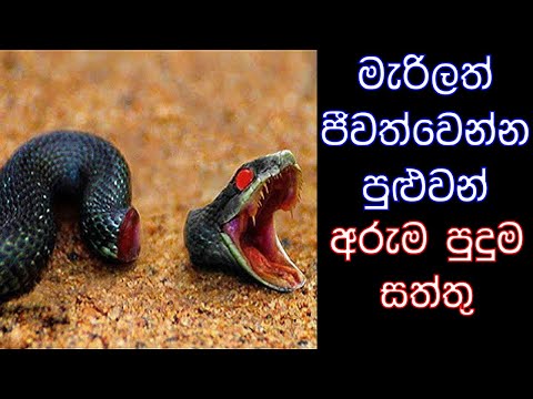 මැරුණත් හොදින් ජීවත්වෙන්න පුලුවන්  සත්තු 8ක්  ගැන බලමුද? | Animals That Live After Death | Sinhala