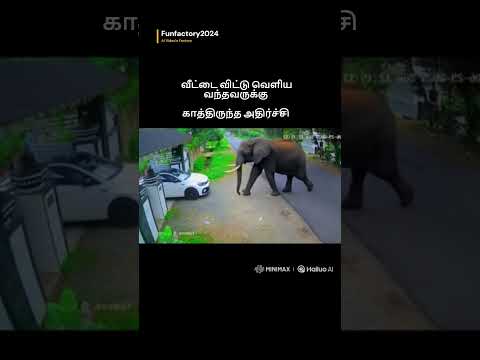 வீட்டுக்கு வெளியே காத்திருந்த அதிர்ச்சி /Elephant Attack #shortsfeed  #elephant #elephantattack  #ai