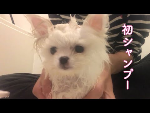 ポメラニアンの子犬初めてのシャンプー完全版