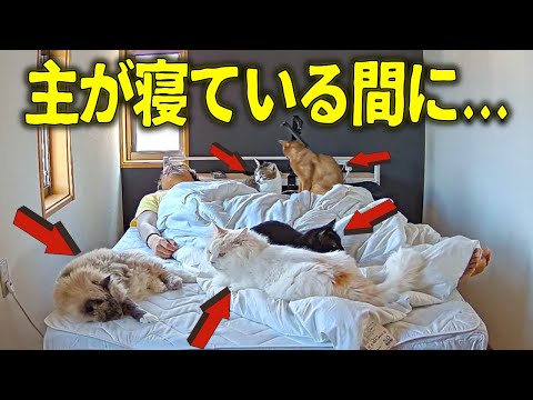 主が寝ている時、実は猫たちは○○していました、、、