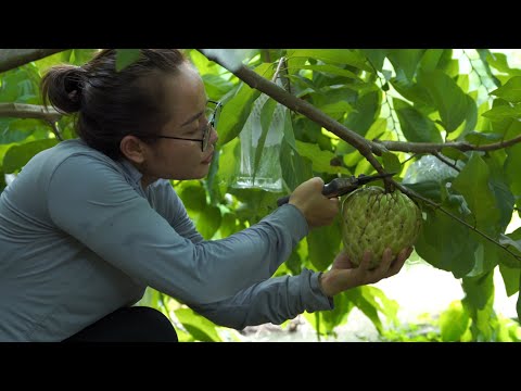 Enjoy giant custard apples in the garden, harvest and sell at the market