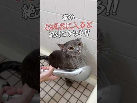 #cat #ねこ #猫 #猫あるある #猫動画