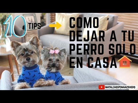 Como dejar a tu perro solo en casa-Tips by Natalia Ospina