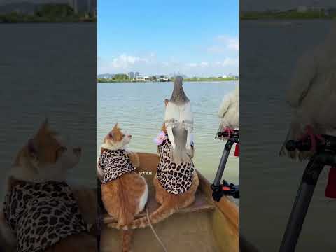 Trickster pet cats 😱 #viralshorts #shortsfeed