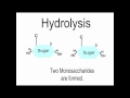 Macromolecules and Biological Processes