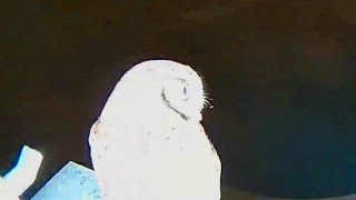Owl in the back yard