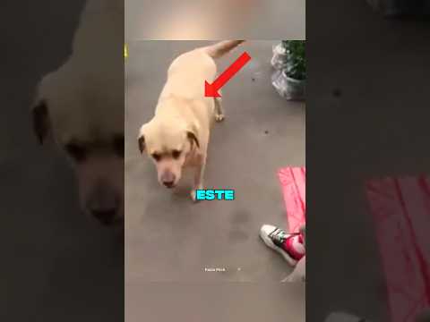 Este perro pedía flores todos los días 🥺💔
