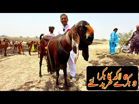 3 Bakray Khareed Liye | Lo Agi Qurbani 2025 | Bakra Mandi | Mubashir Saddique | Village Food Secrets