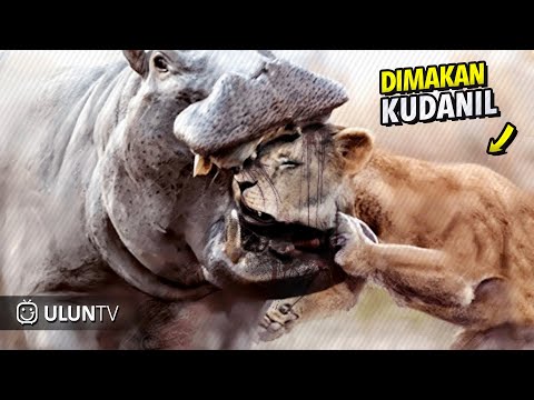 NGERI! Mulai dri dimakan Kudanil Hingga M4ti tertusuk, Inilah 60 Momen Kekalahan SINGA paling BRUTAL