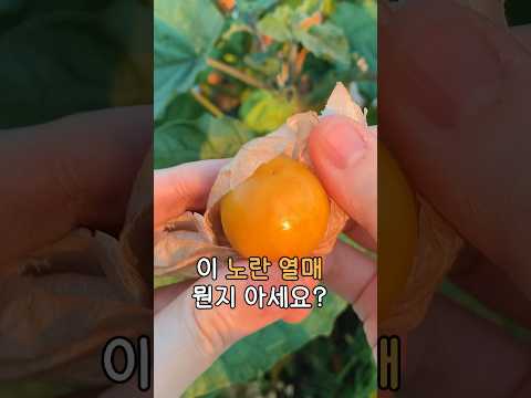 이 노란 열매 뭔지 아세요?