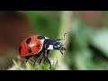Beetle Biology and Behavior