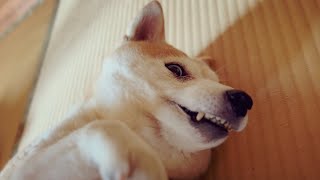 暑すぎるので夏休み続行！　Lazy in the Heat