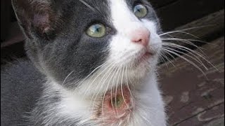 Immense Botfly Extracted From Kitten's Neck (Part 135)