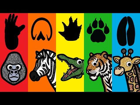 What Animal Is It? | Guess The Animal By Their Footprints | Learn About Wild Animals