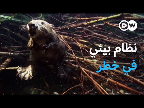 وثائقي | منقذو القنادس وسلاحف البركة | وثائقية دي دبليو