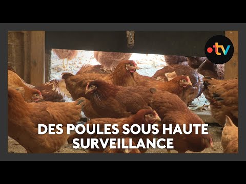 Grippe aviaire : deux fermes expérimentent une surveillance clinique pour éviter l'isolement